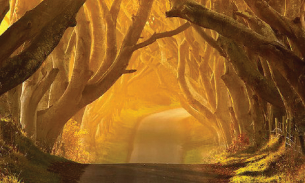 sunnytrees